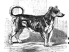 Turnspit dog - Wikip...