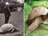 182 letni żółw