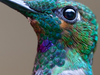 Portret kolibra - br...