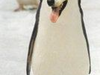 Pingwin piesłowy