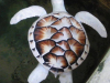 Żółw albinos żyjący...