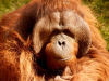 Orangutany planują p...