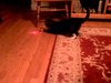 Kot z laserem na gło...