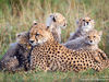 Rodzinka gepardów