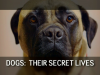 Sekretne życie psów