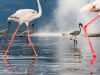 Flamingi na Jeziorze...