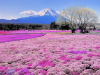 Góra Fuji, Japonia [...