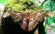 Największy Motyl Świata - pawica atlas (Attacus atlas)