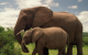 Why Elephants Can Recognize Human Voices