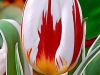 Tulipan "Happy Gener...