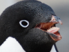 Gęba Pingwina