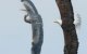 Amazing birding picture causes photo flap - USA Today
