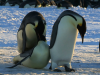 Trudna pingwinia mił...