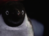 Monty the Penguin