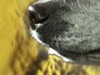 Sekrety psiego nosa