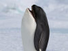 PingwinoOrk