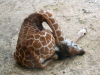 Śpiąca żyrafa