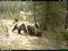 Grizzly Tree Party