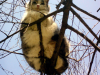 Kot na drzewie :)