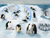Cykl życia Pingwinów...