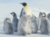 Pingwinki w śniegu
