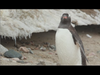 Pingwiny białobrewe