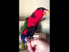 Papuga naśladuje tel...