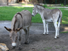 Donkeys reunited at...