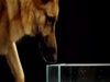 Jak psy piją wodę?