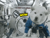 Doge can into space