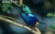 Więcej info - BirdLife species Factsheet