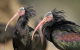 Zdjęcie ibisów grzywiastych