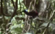 Wilson's Bird-of-paradise (latawiec krasnogrzbiety)