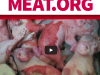 Meat.org - opis treś...