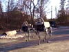 Boston Dynamics zapr...