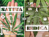 Sativa vs Indica