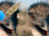 Emu vs. Weasel Ball