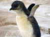 Mały pingwinek