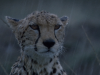 Gepard w deszczu