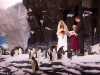 Ślub wśród pingwinów