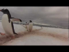 Pingwinie skrzyżowan...