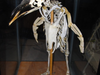 Szkielet Pingwina