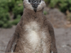 Futrzasty pingwinek
