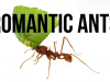 Fakty o mrówkach...