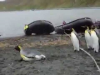 Pingwiny vs. lina