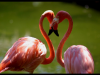 Zakochane flamingi z...