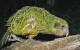 Zdjęcie kakapo