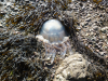 Duża meduza na plaży